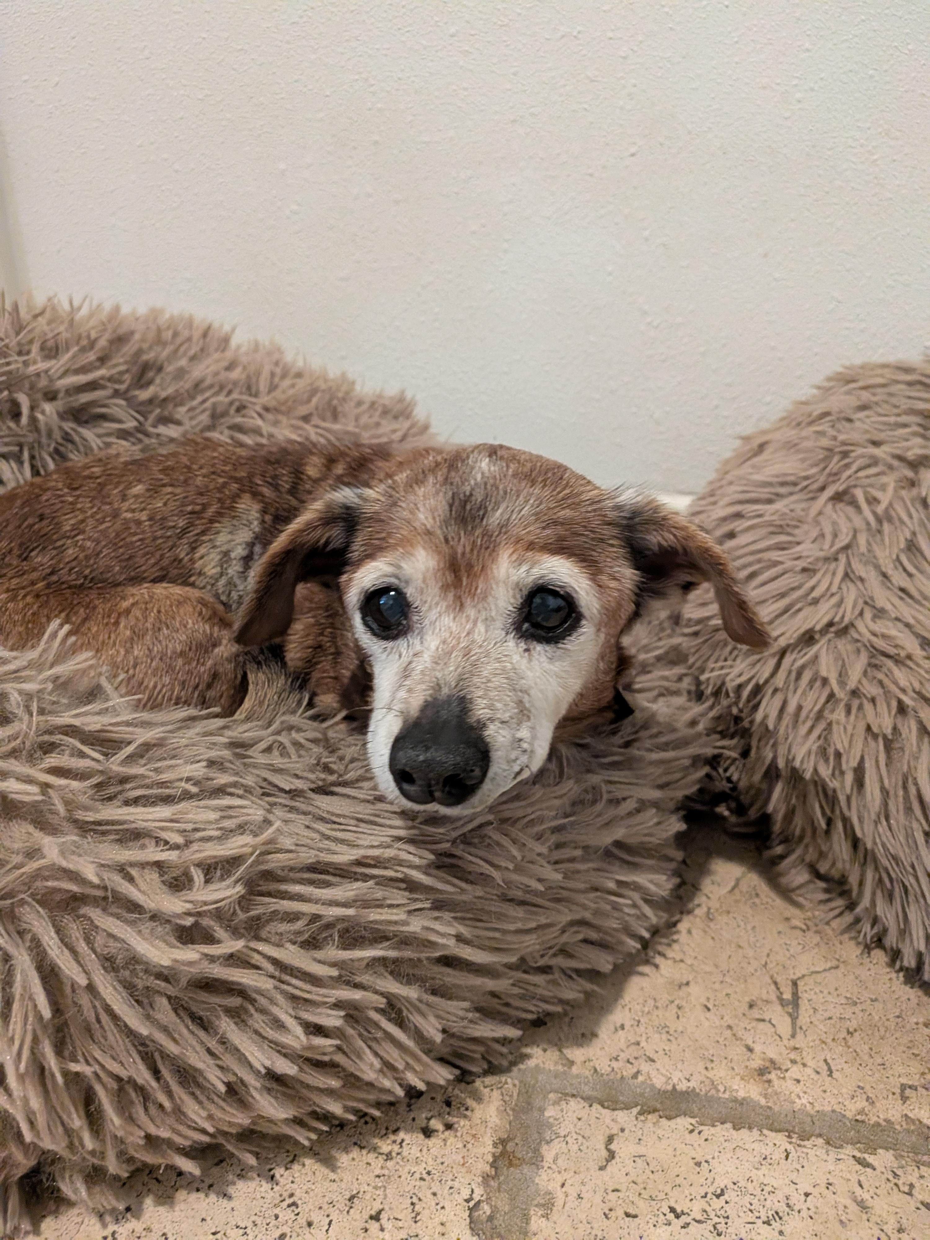 Enlarge Rita, a ADOPTABLE mixed breed in Houston, TX image 4/4