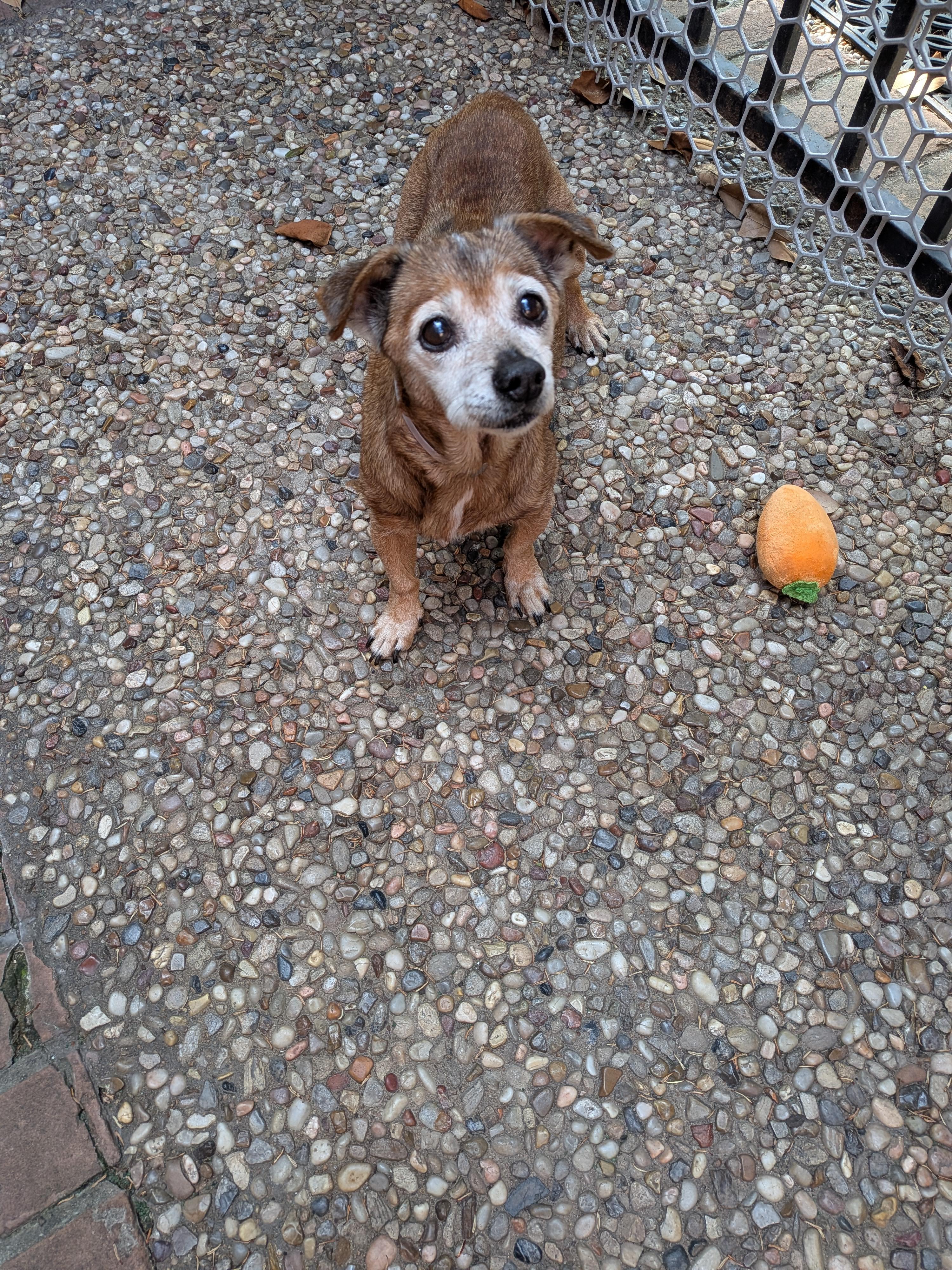 Enlarge Rita, a ADOPTABLE mixed breed in Houston, TX image 3/4
