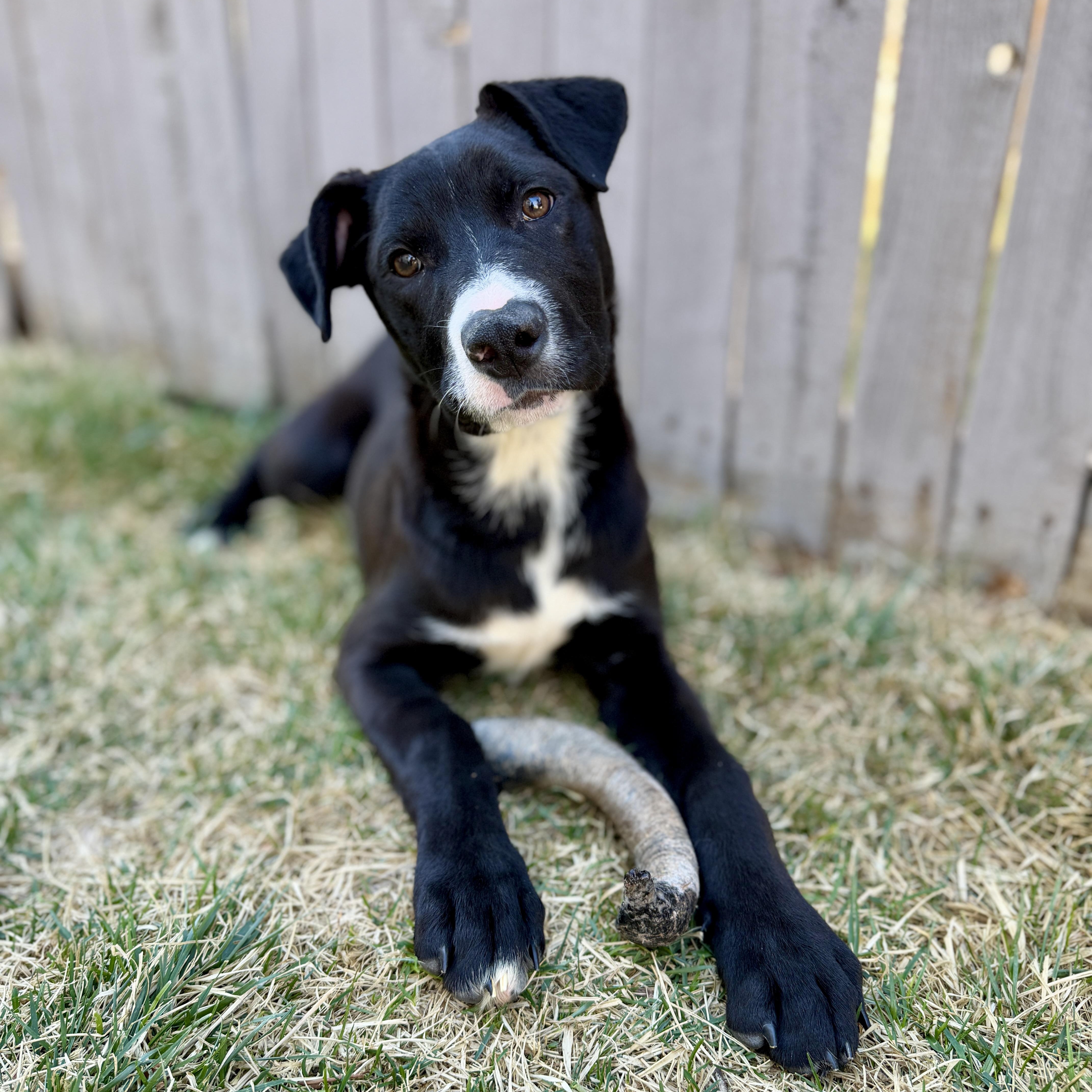 Enlarge Fiona, a ADOPTABLE mixed breed in Fort Collins, CO image 1/4