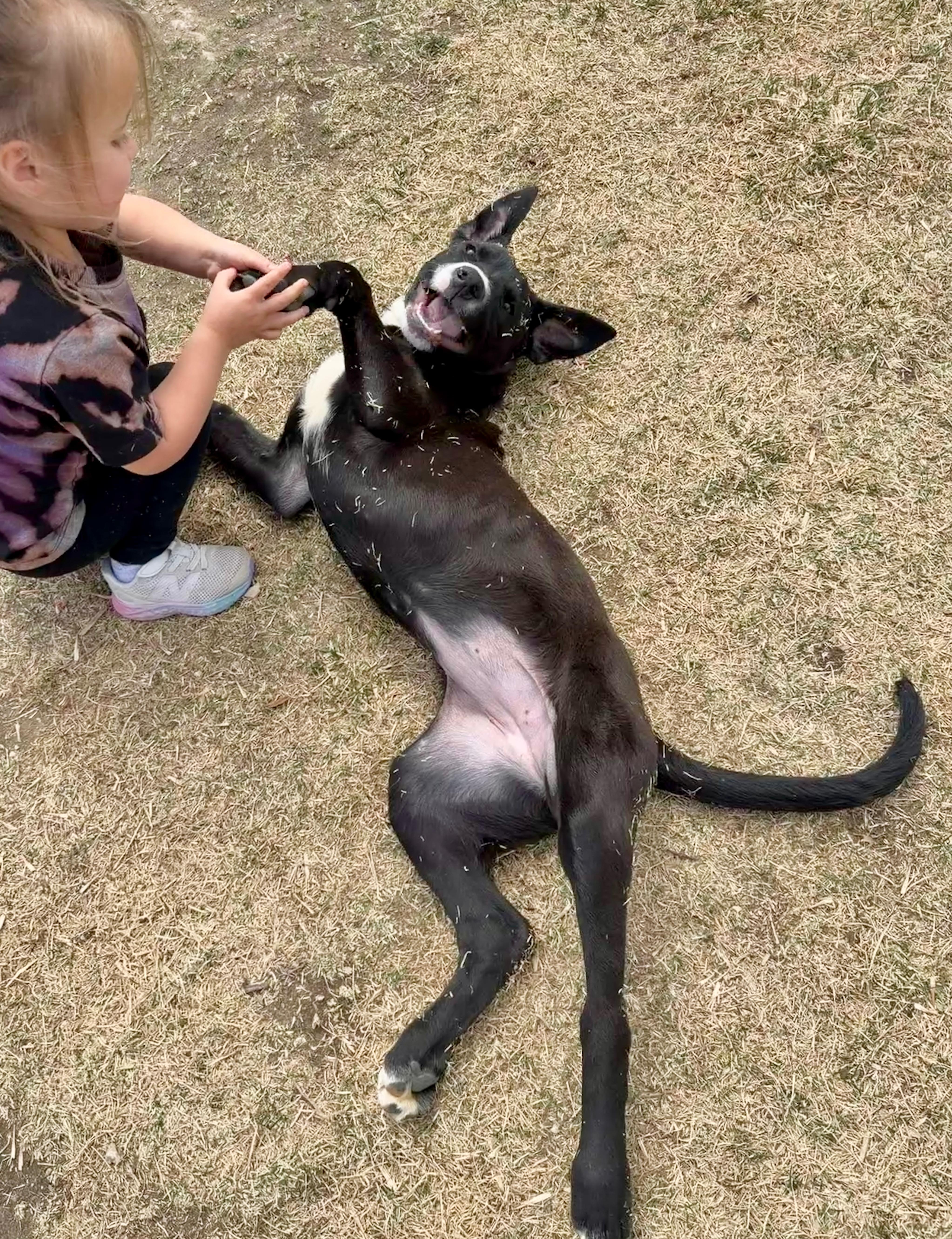 Enlarge Fiona, a ADOPTABLE mixed breed in Fort Collins, CO image 2/4