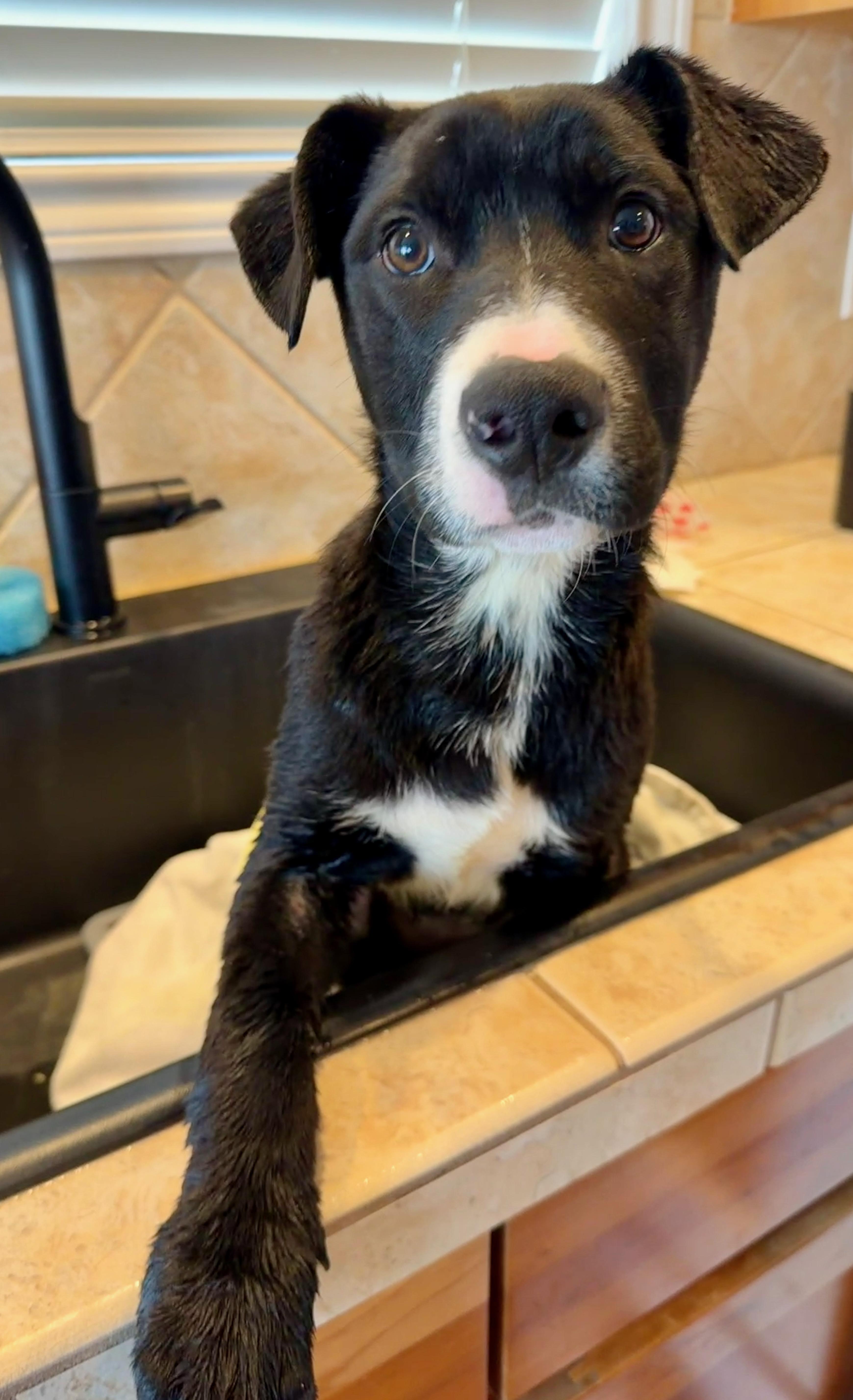 Enlarge Fiona, a ADOPTABLE mixed breed in Fort Collins, CO image 3/4