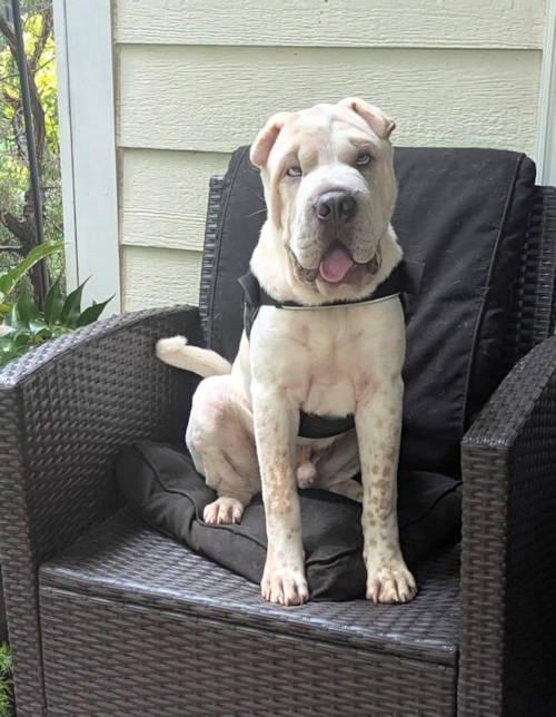 Enlarge Ming, a Adopted Shar-Pei in Chesapeake, VA image 2/6