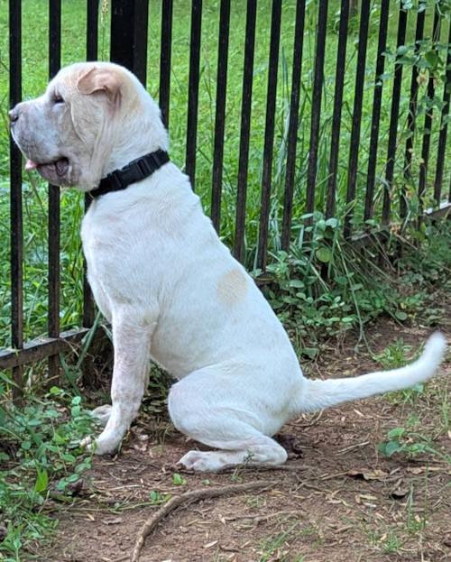 Enlarge Ming, a Adopted Shar-Pei in Chesapeake, VA image 6/6