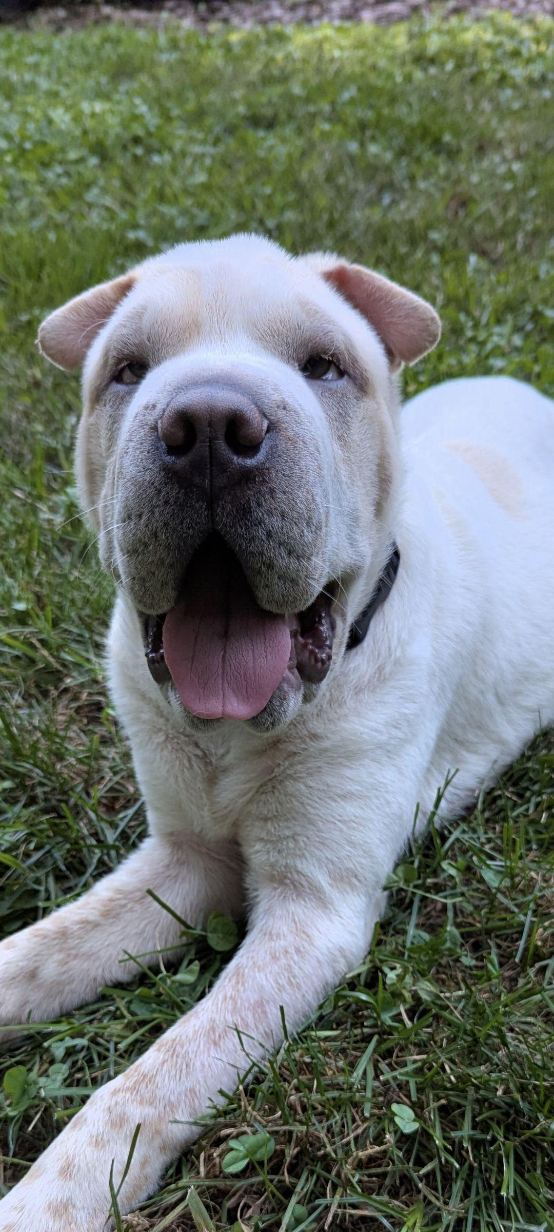 Enlarge Ming, a Adopted Shar-Pei in Chesapeake, VA image 5/6