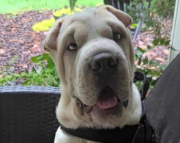 Enlarge Ming, a Adopted Shar-Pei in Chesapeake, VA image 1/6