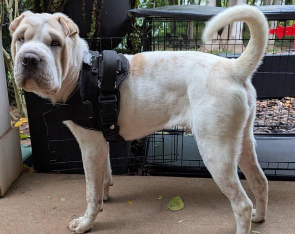 Enlarge Ming, a Adopted Shar-Pei in Chesapeake, VA image 3/6