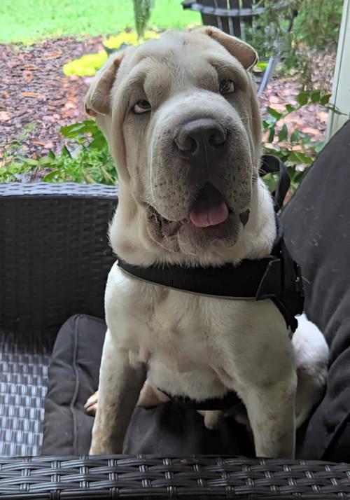 Enlarge Ming, a Adopted Shar-Pei in Chesapeake, VA image 4/6