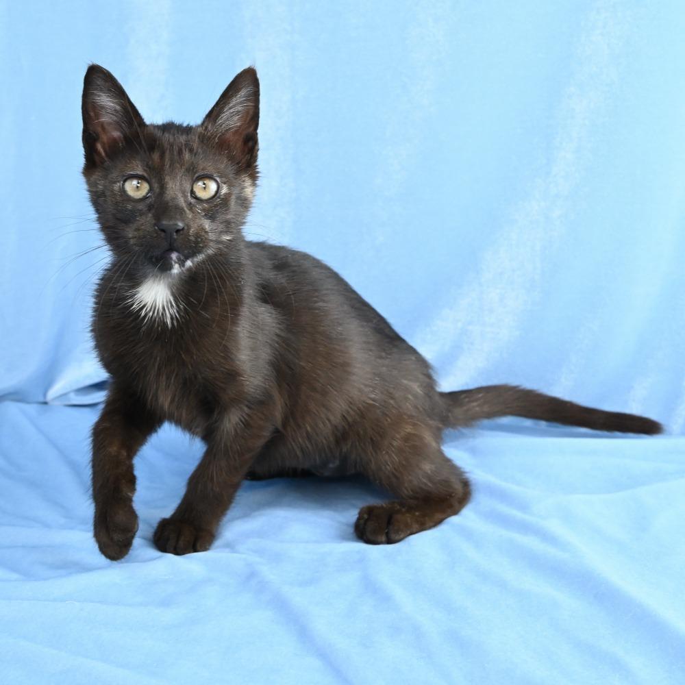 Espresso, Adoptable, Kitten Female Domestic Short Hair.