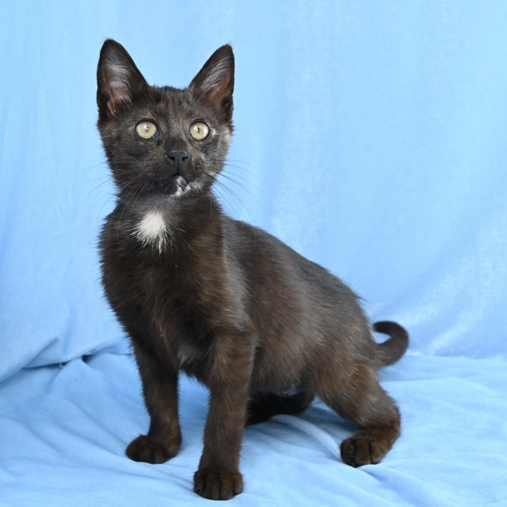 Enlarge Espresso, a Adoptable Domestic Short Hair in Mobile, AL image 2/6