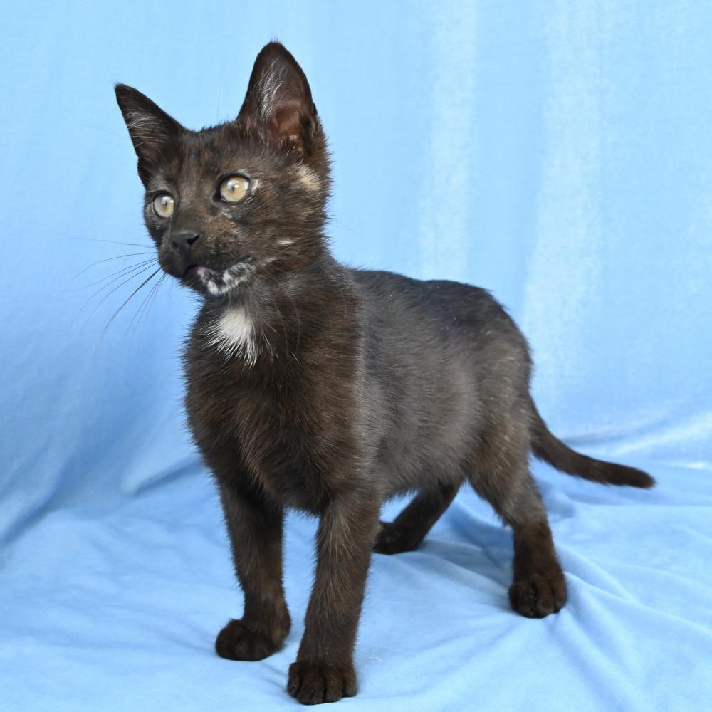 Enlarge Espresso, a Adoptable Domestic Short Hair in Mobile, AL image 4/6