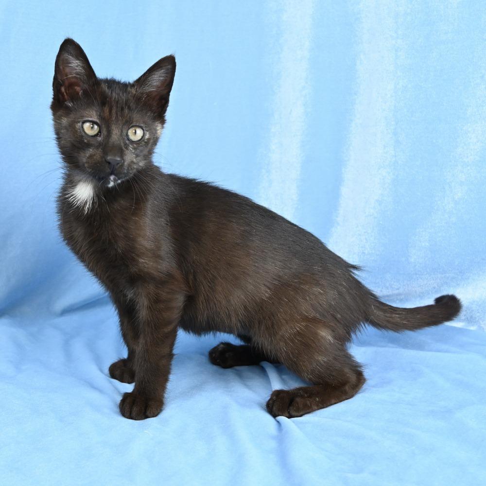 Enlarge Espresso, a Adoptable Domestic Short Hair in Mobile, AL image 5/6