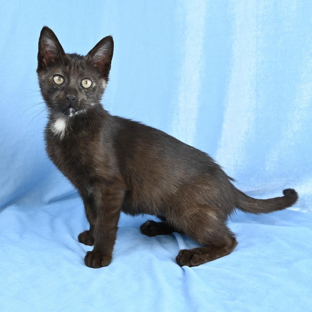 Enlarge Espresso, a Adoptable Domestic Short Hair in Mobile, AL image 6/6