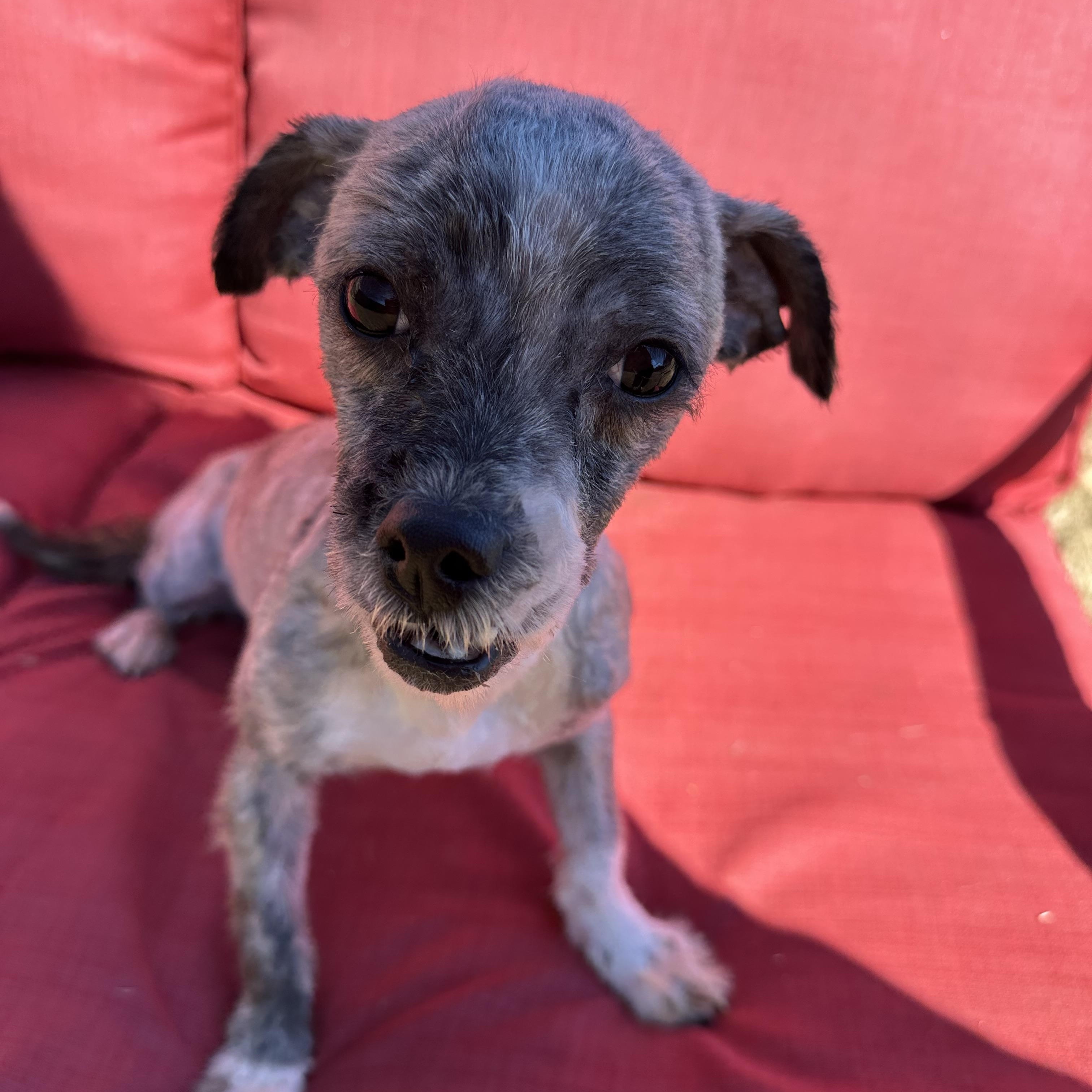 Enlarge Bluey, a ADOPTABLE mixed breed in Lawrenceville, GA image 2/6