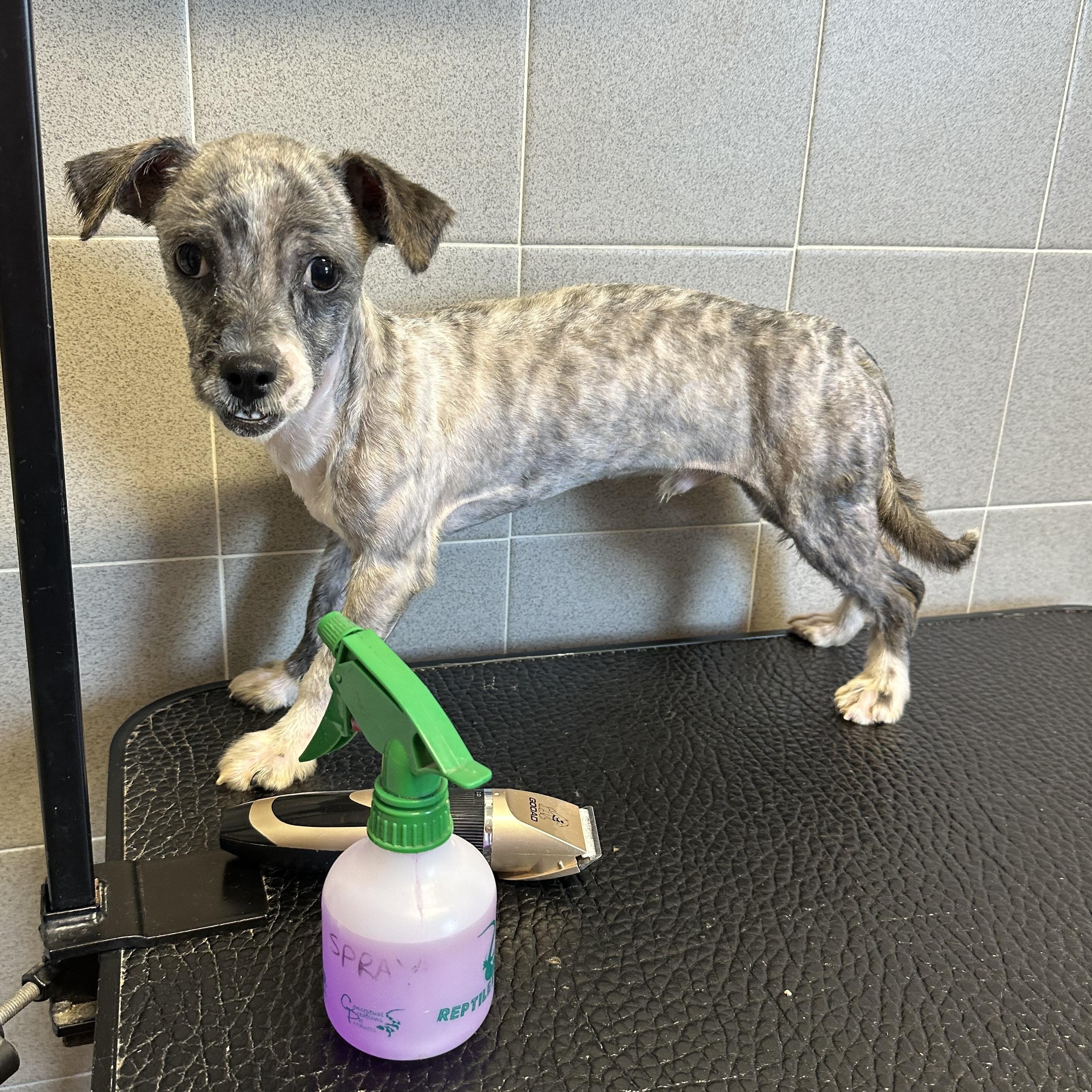 Enlarge Bluey, a ADOPTABLE mixed breed in Lawrenceville, GA image 4/6