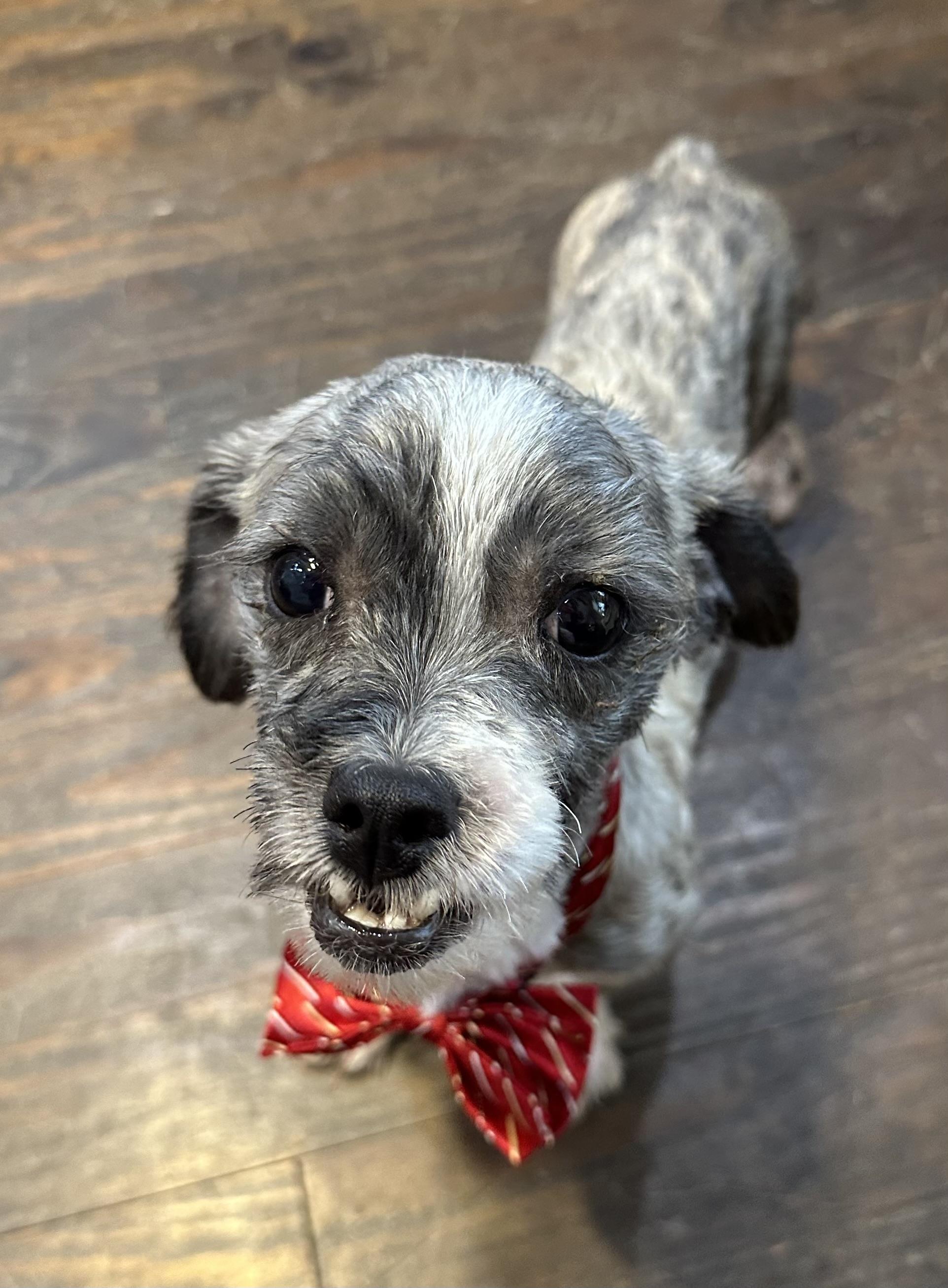 Bluey, ADOPTABLE, Young Male Shih Tzu & Maltese.