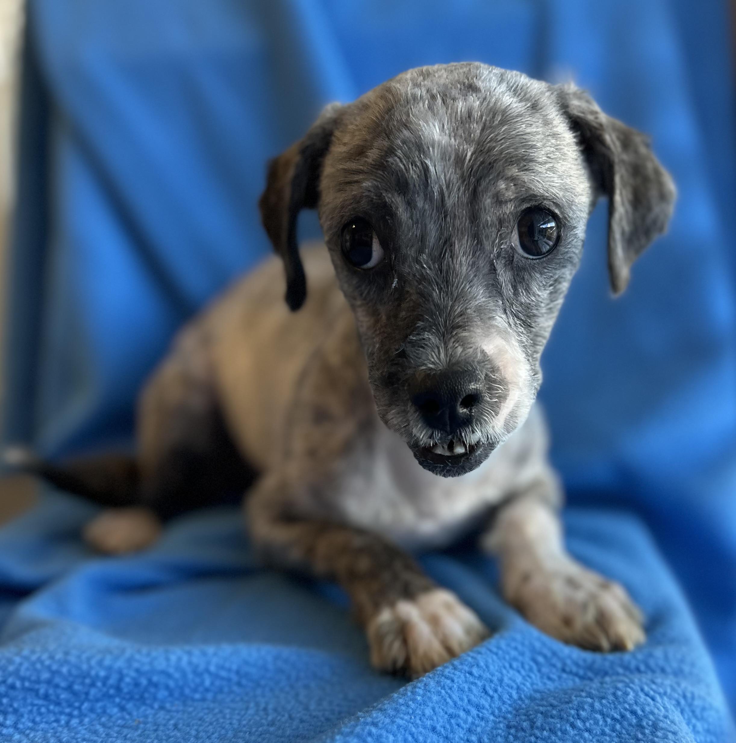 Enlarge Bluey, a ADOPTABLE mixed breed in Lawrenceville, GA image 1/6