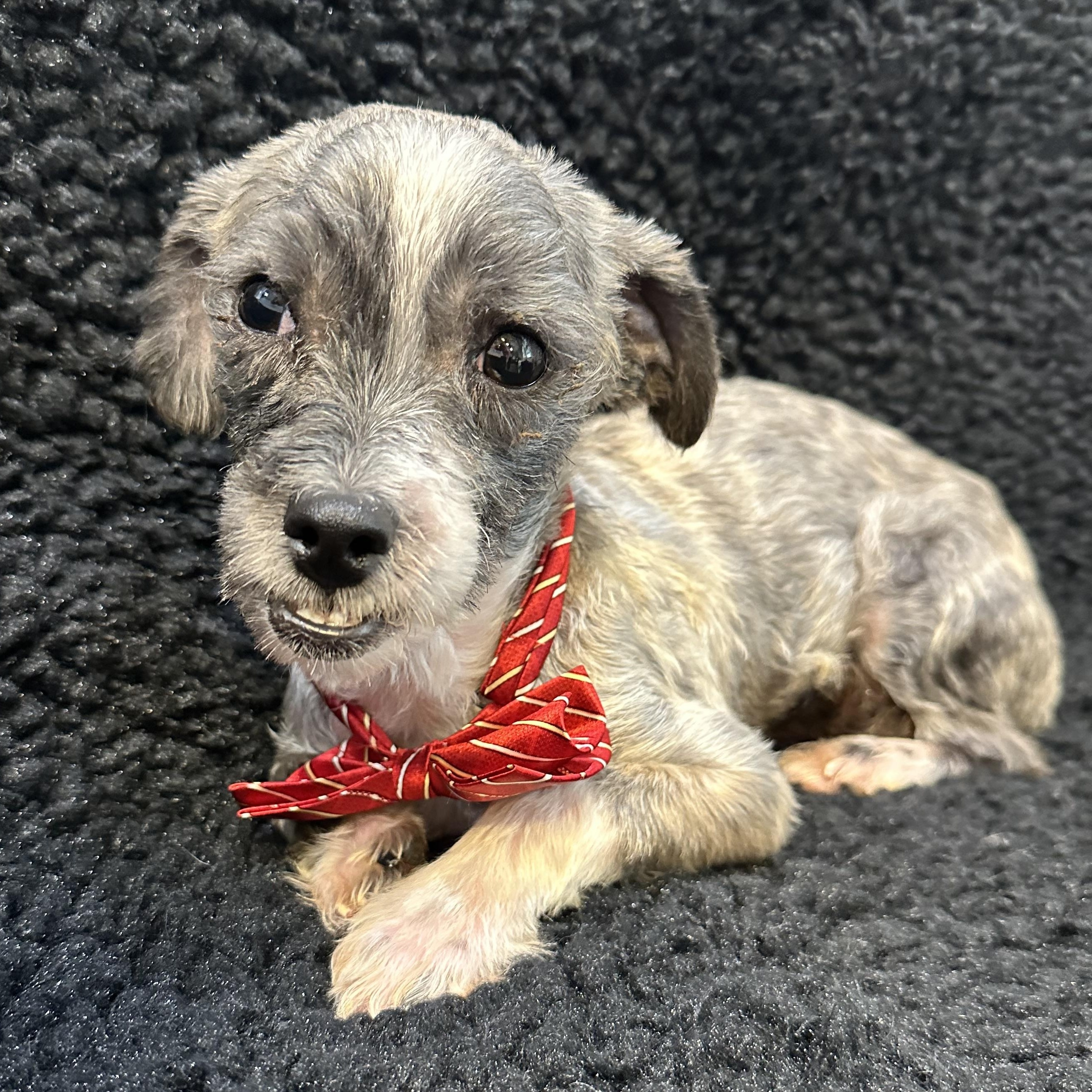 Enlarge Bluey, a ADOPTABLE mixed breed in Lawrenceville, GA image 2/6