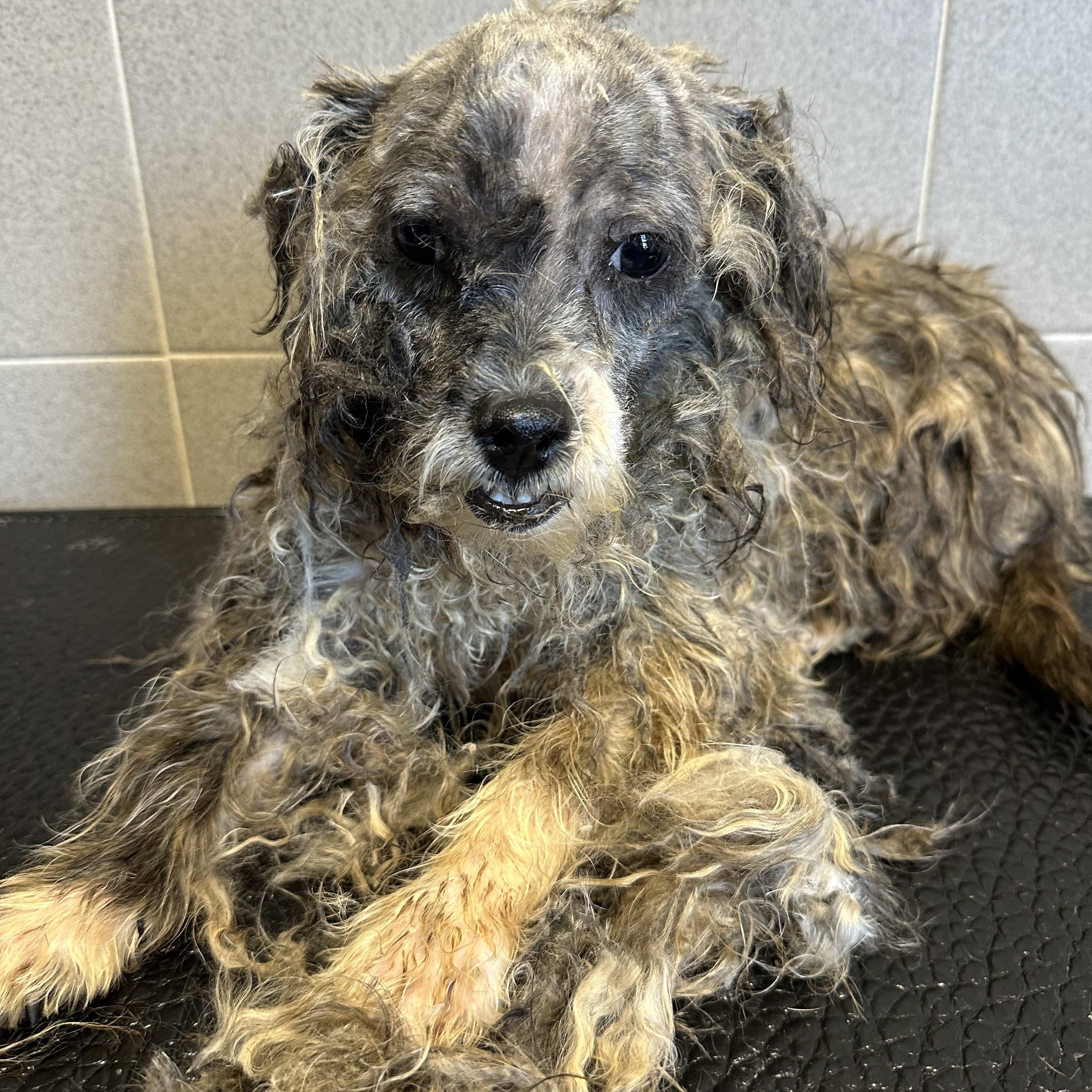 Enlarge Bluey, a ADOPTABLE mixed breed in Lawrenceville, GA image 5/6