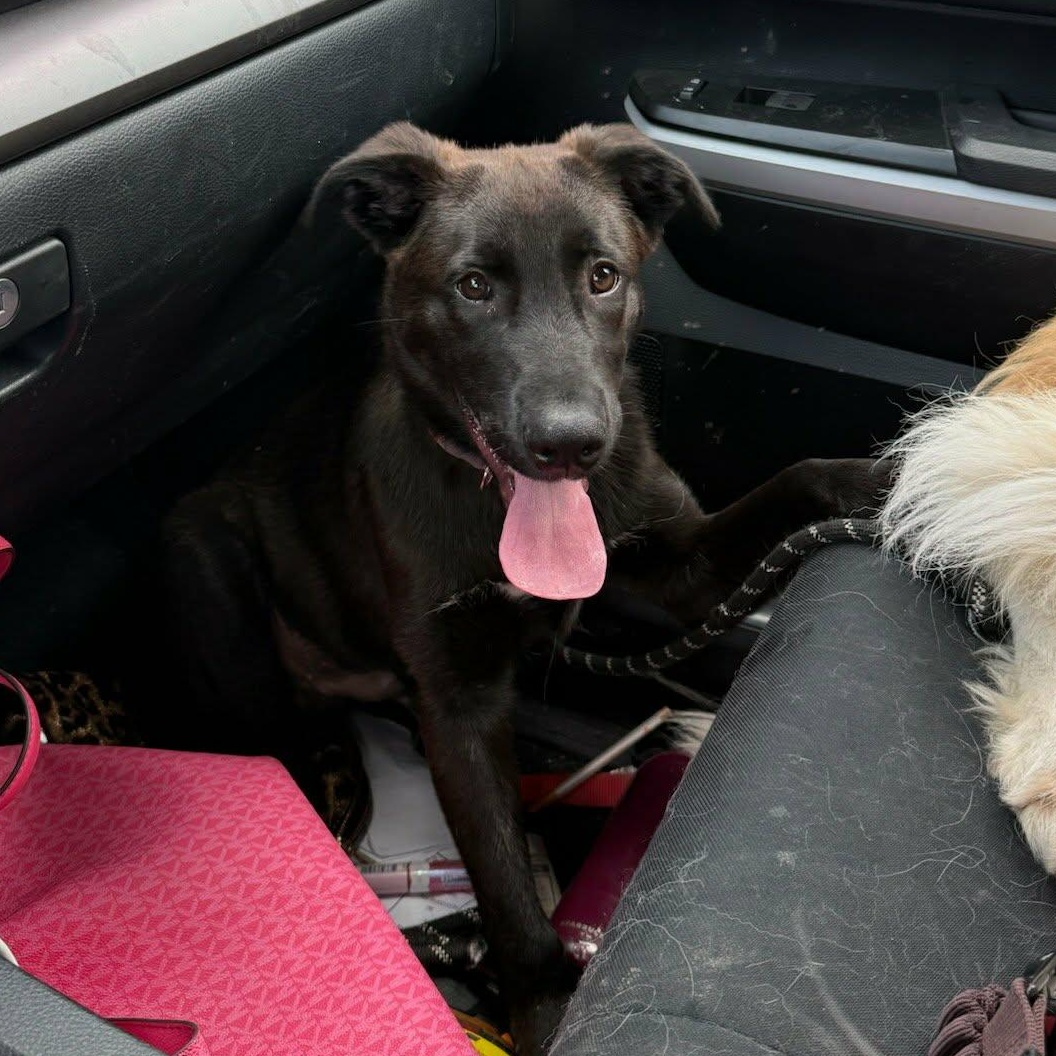 Enlarge Chip, a ADOPTABLE mixed breed in Petaluma, CA image 1/1