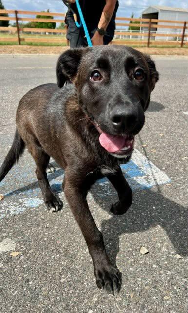 Enlarge Chip, a ADOPTABLE mixed breed in Petaluma, CA image 2/2