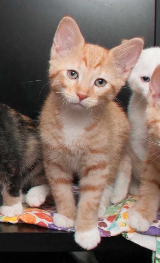 JoeJoe (gets adopted with JayJay)