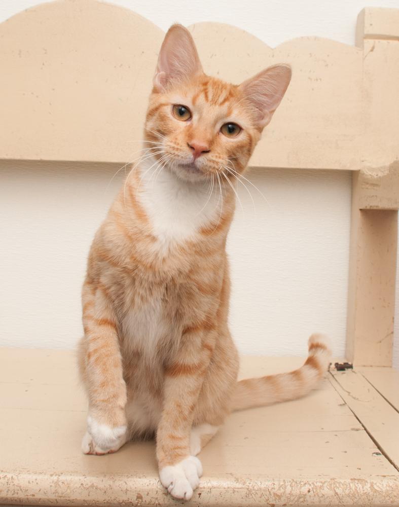 Enlarge JoeJoe (gets adopted with JayJay), an adopted Tabby in Westminster, CO image 2/6