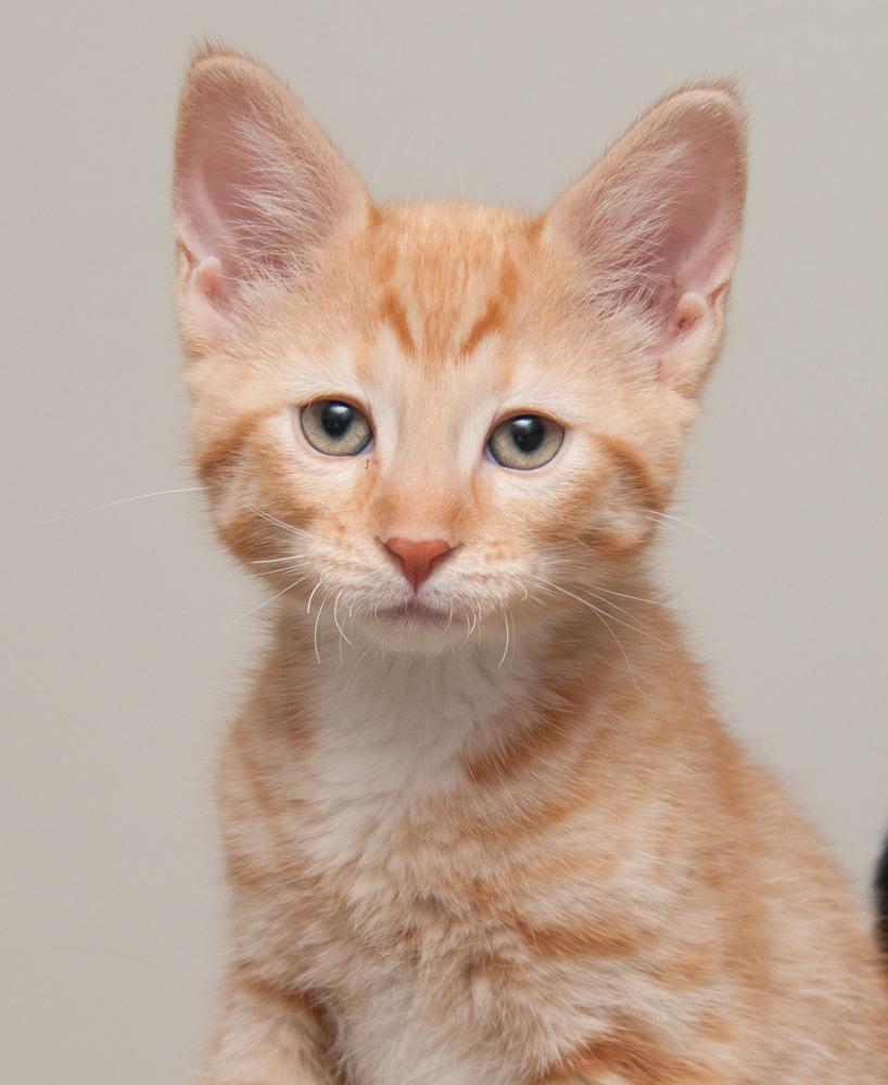 JoeJoe (gets adopted with JayJay), Adoptable, Kitten Male Tabby.
