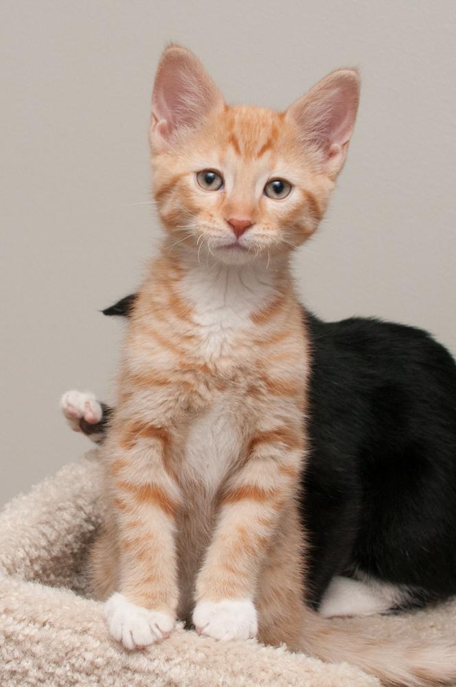 JoeJoe (gets adopted with JayJay), a Adoptable Tabby in Westminster, CO image 3/6