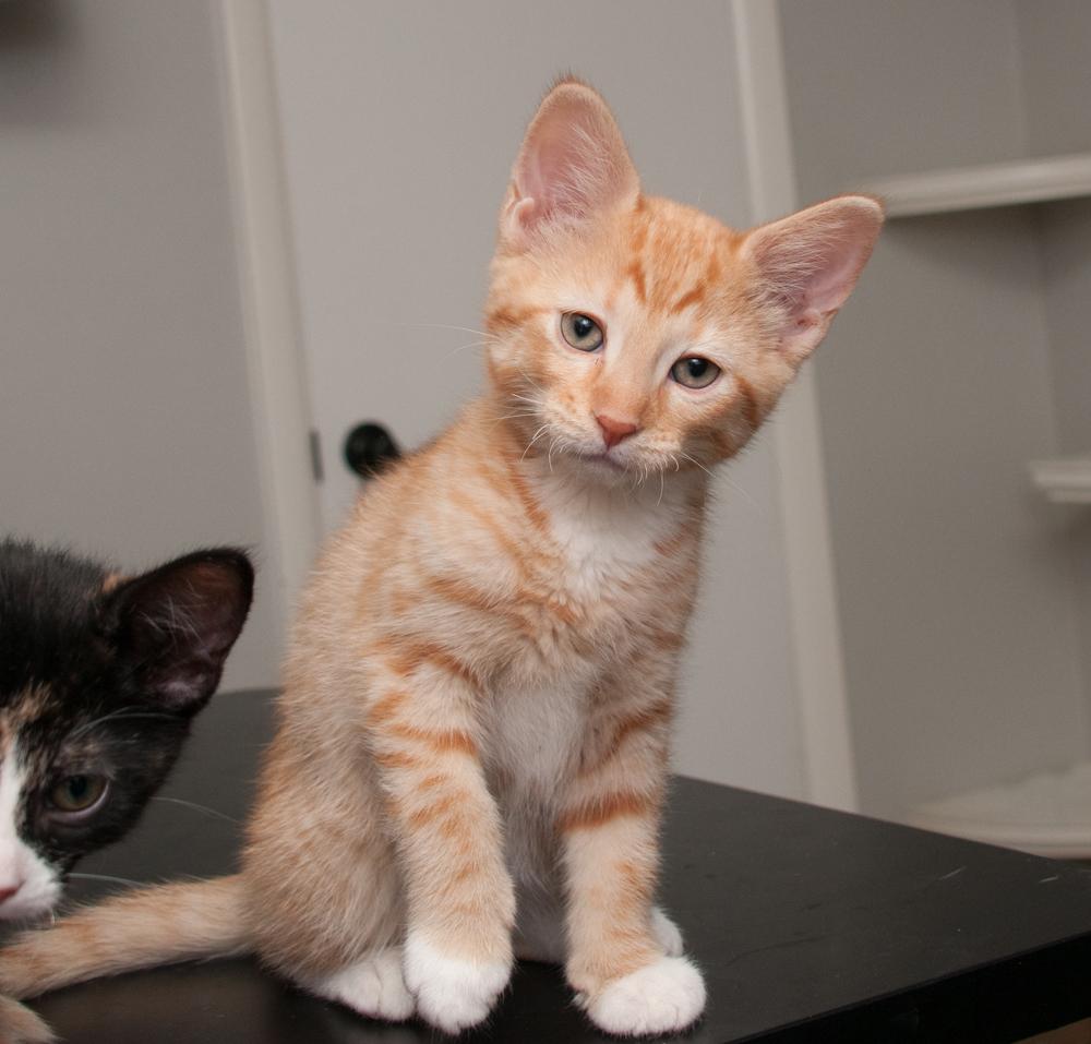 JoeJoe (gets adopted with JayJay)