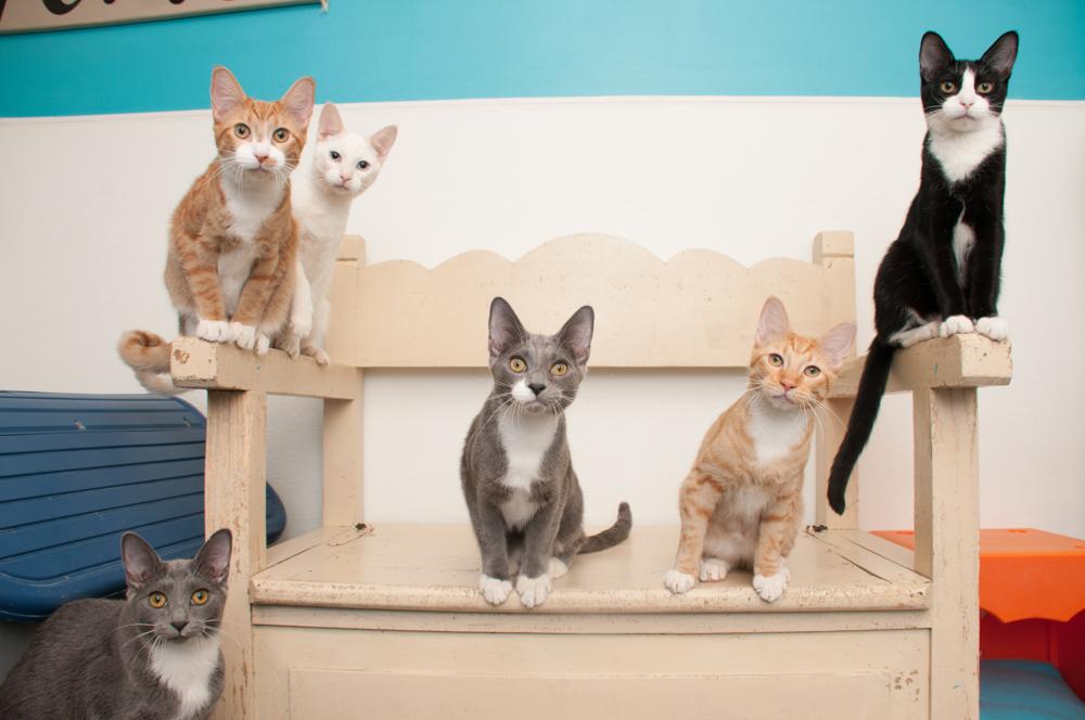 Enlarge JoeJoe (gets adopted with JayJay), an adopted Tabby in Westminster, CO image 6/6