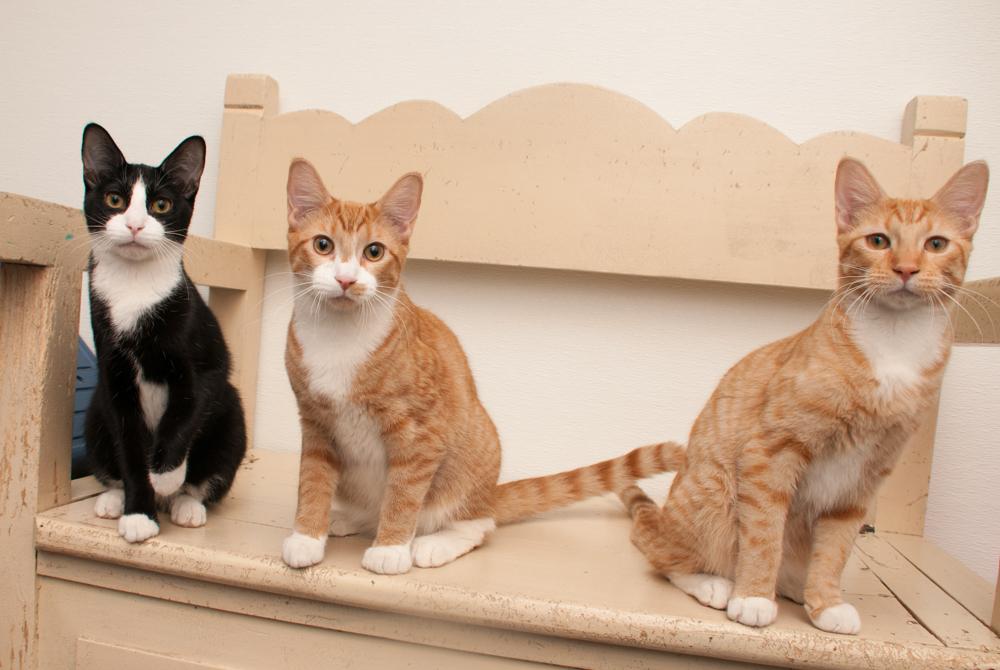 Enlarge JoeJoe (gets adopted with JayJay), an adopted Tabby in Westminster, CO image 4/6