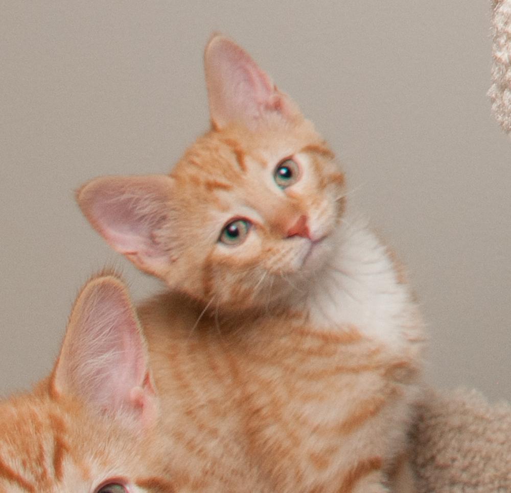 JoeJoe (gets adopted with JayJay)