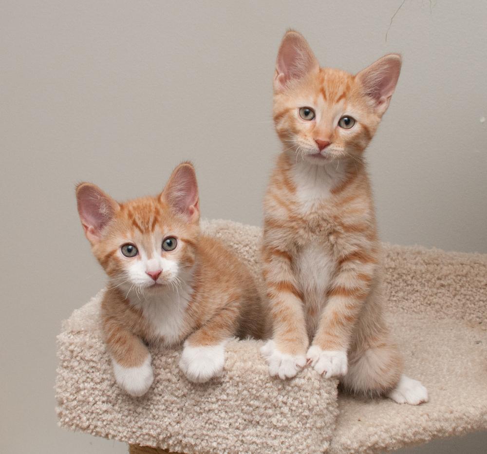 JoeJoe (gets adopted with JayJay)