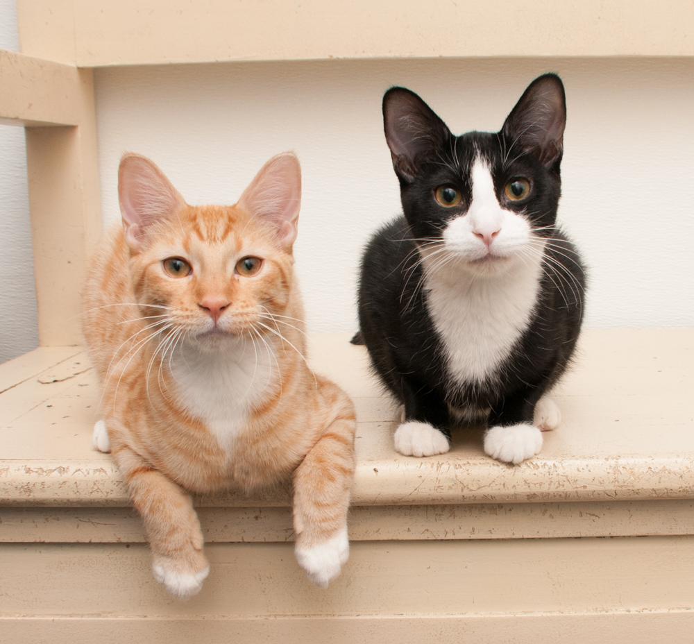Enlarge JoeJoe (gets adopted with JayJay), an adopted Tabby in Westminster, CO image 5/6