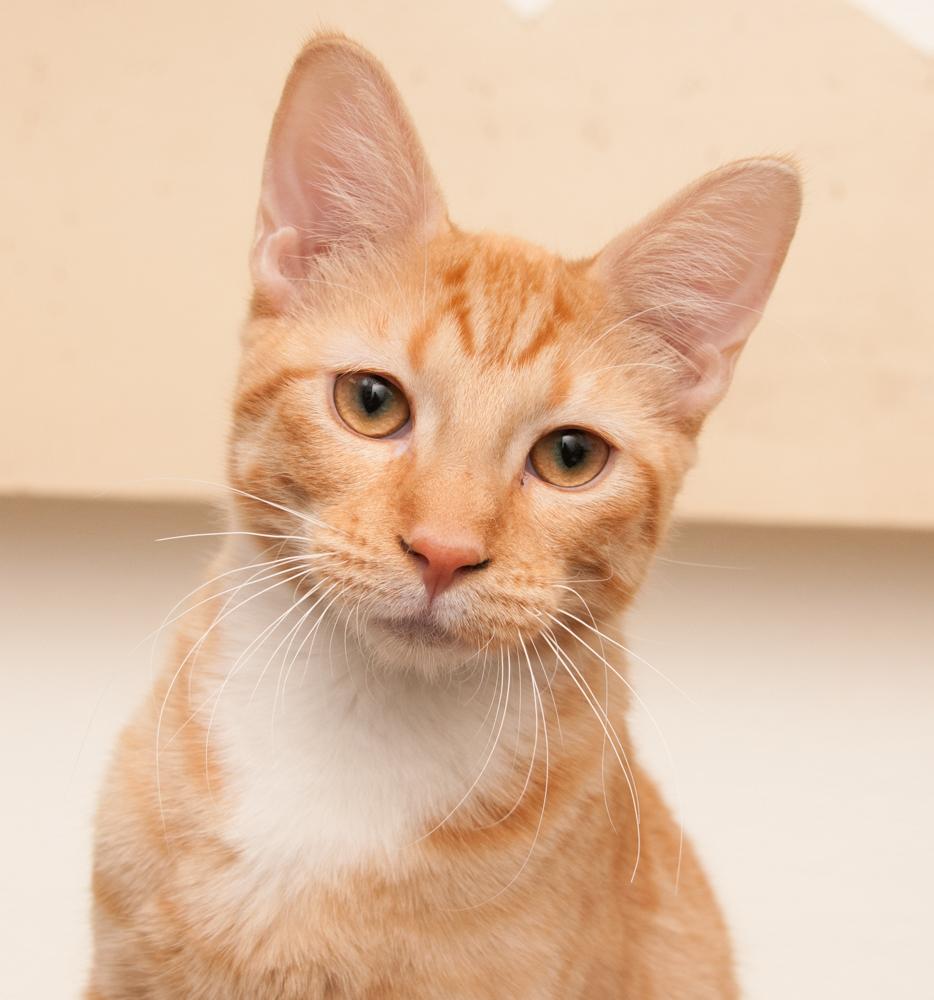 Enlarge JoeJoe (gets adopted with JayJay), an adopted Tabby in Westminster, CO image 1/6