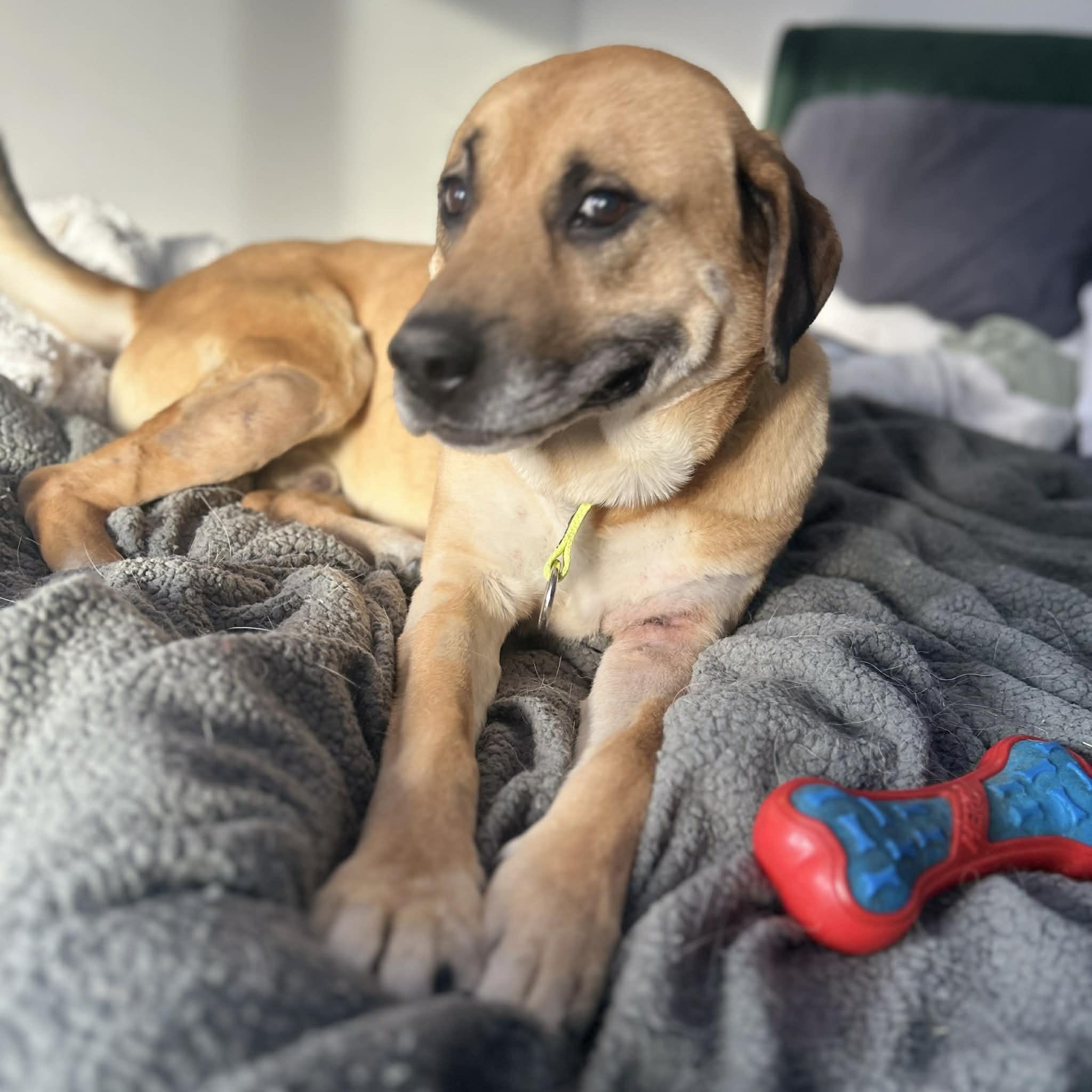 Ralph , Adoptable, Adult Male Labrador Retriever.