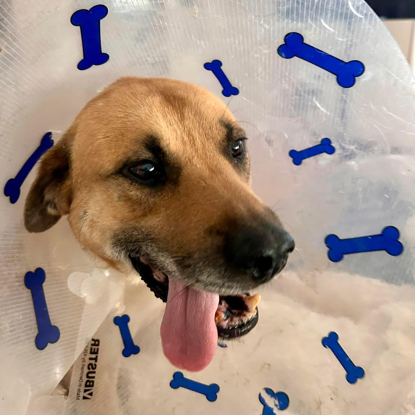 Enlarge Ralph , a Adoptable mixed breed in Edmonton, AB image 4/6