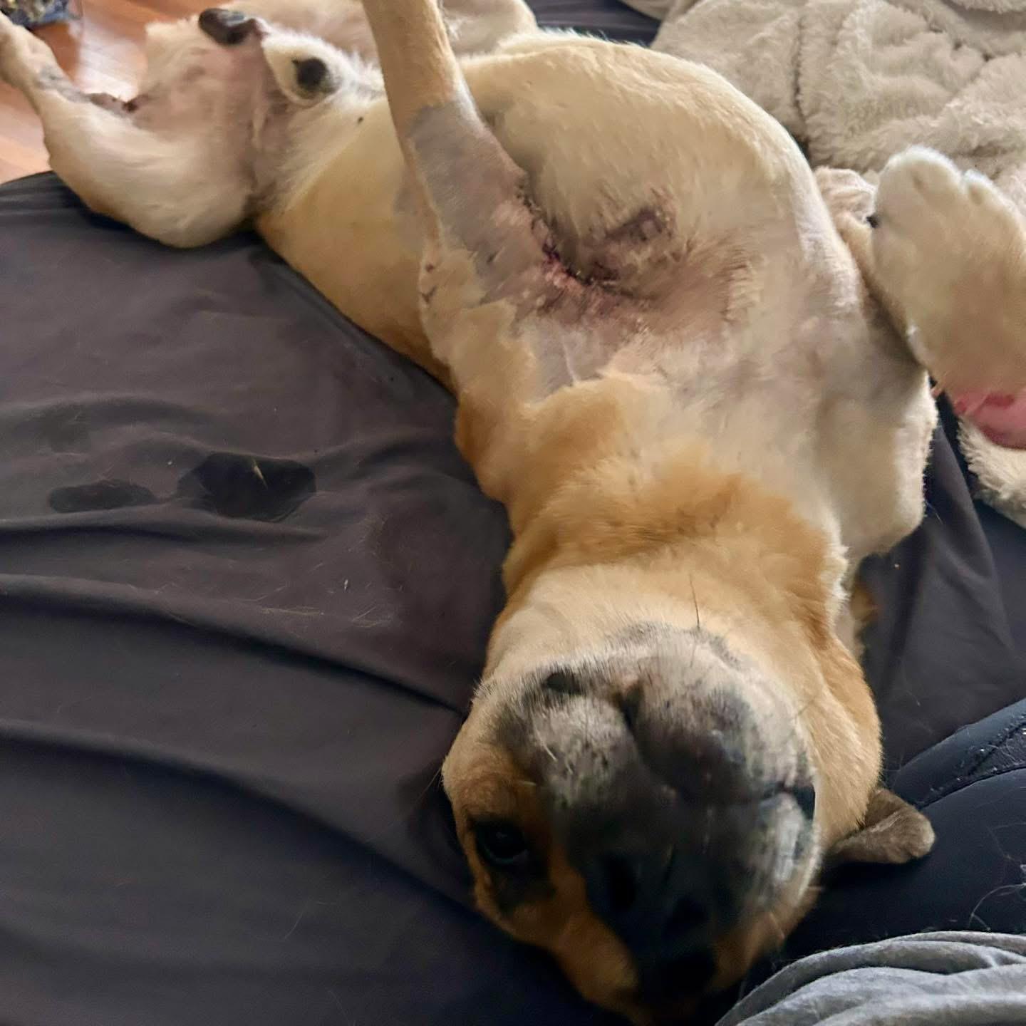 Enlarge Ralph , a Adoptable mixed breed in Edmonton, AB image 5/6