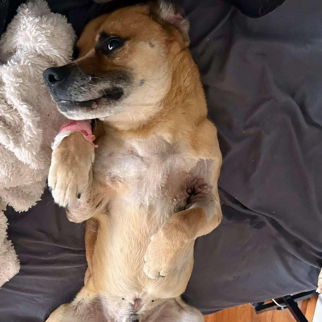 Enlarge Ralph , a Adoptable mixed breed in Edmonton, AB image 2/6