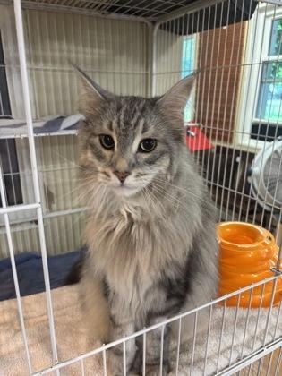 Staples, an adopted Maine Coon in Annapolis, MD image 2/2