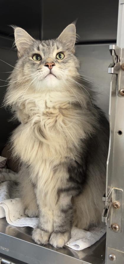 Staples, adopted, Adult Male Maine Coon.
