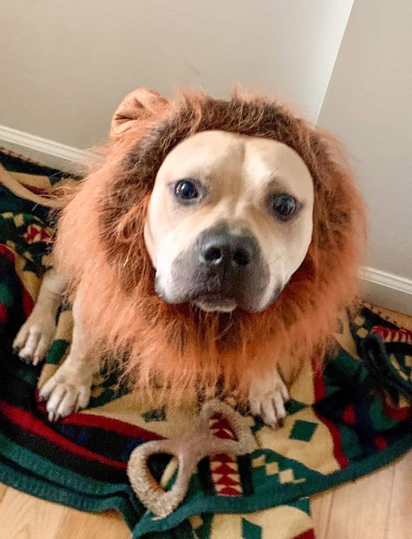 Axl Rose, a Adoptable Mixed Breed in New York, NY image 1/4