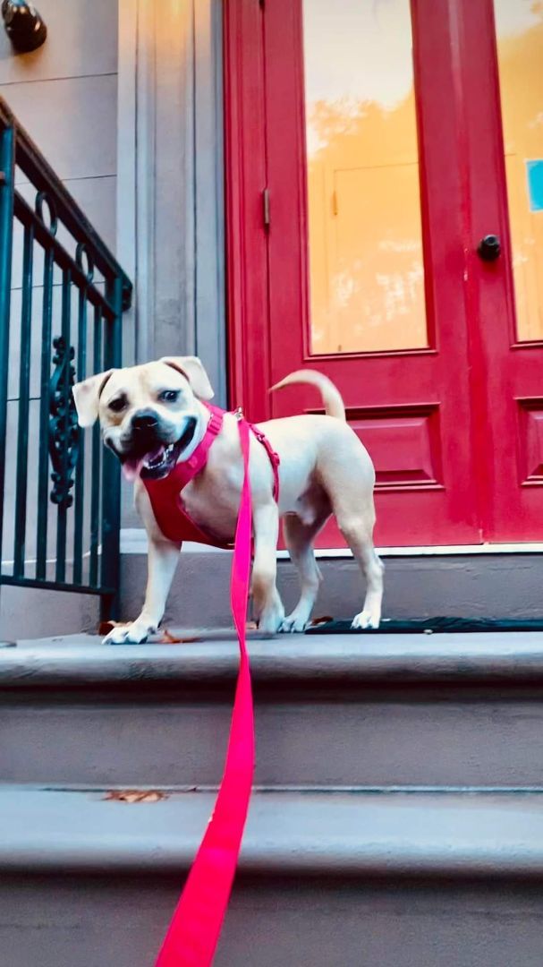 Axl Rose, a Adoptable Mixed Breed in New York, NY image 2/4