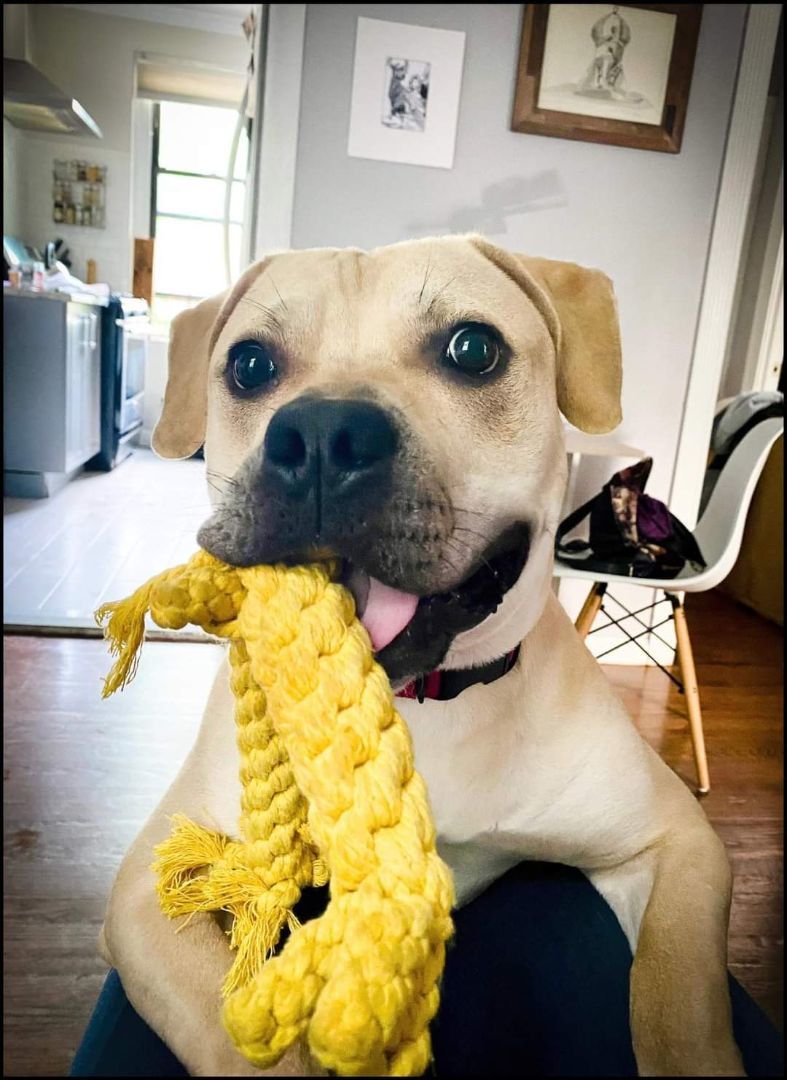 Axl Rose, a Adoptable Mixed Breed in New York, NY image 3/4