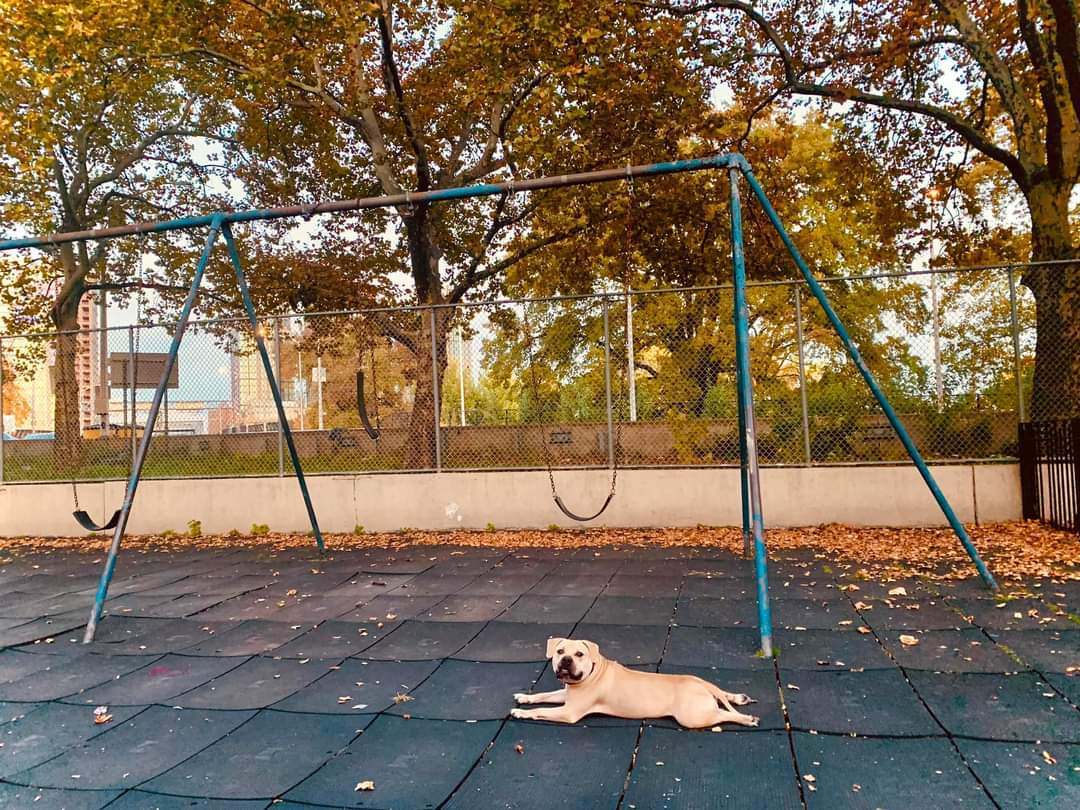 Axl Rose, a Adoptable Mixed Breed in New York, NY image 4/4