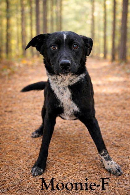 moonie, Adoptable, Adult Female German Shepherd Dog & Mixed Breed.