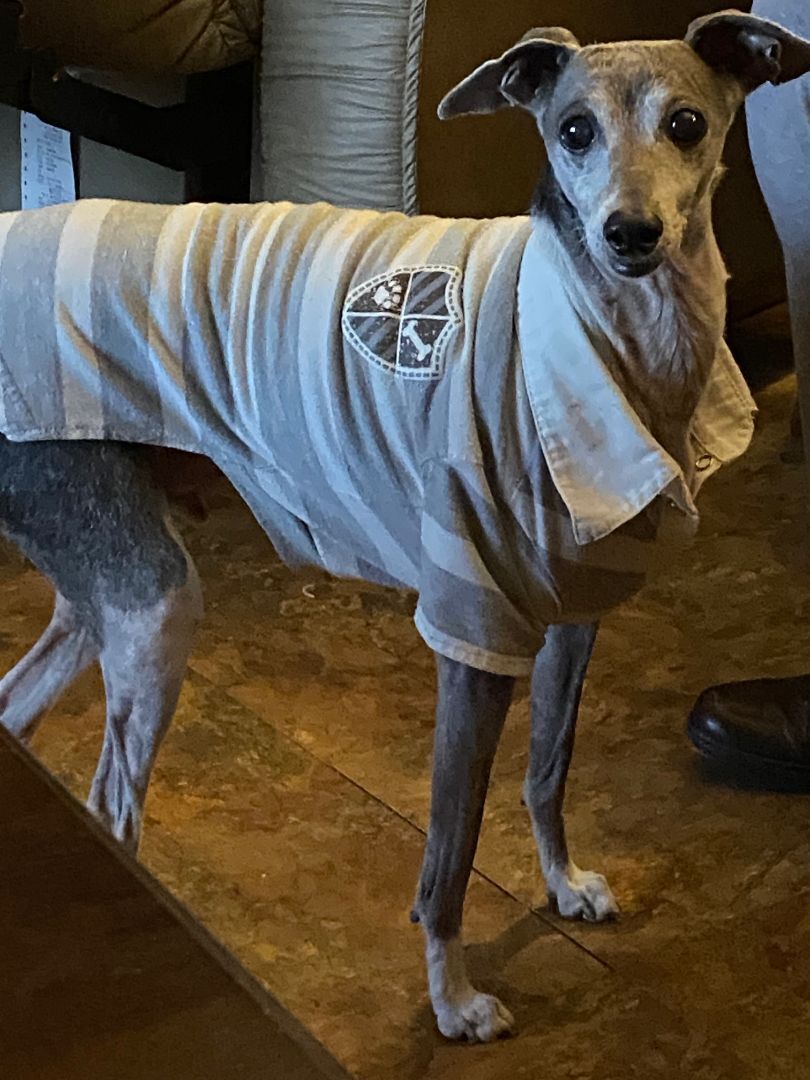 Dante, Adopted, Adult Male Italian Greyhound.