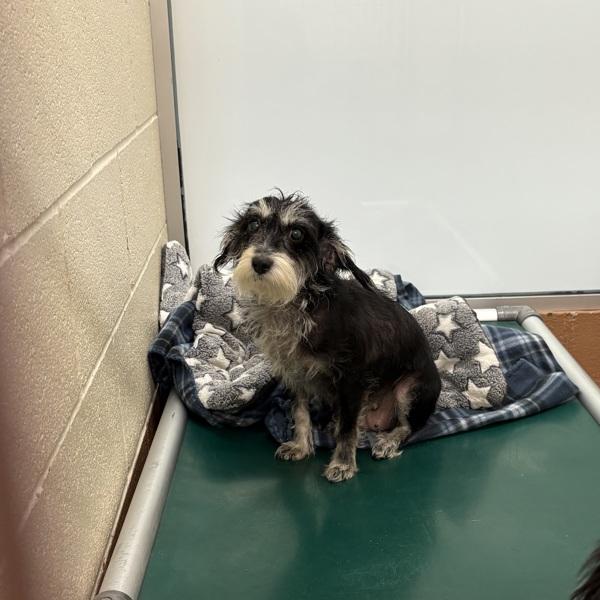 Enlarge Queen Anne, a Adoptable mixed breed in Kennewick, WA image 1/1