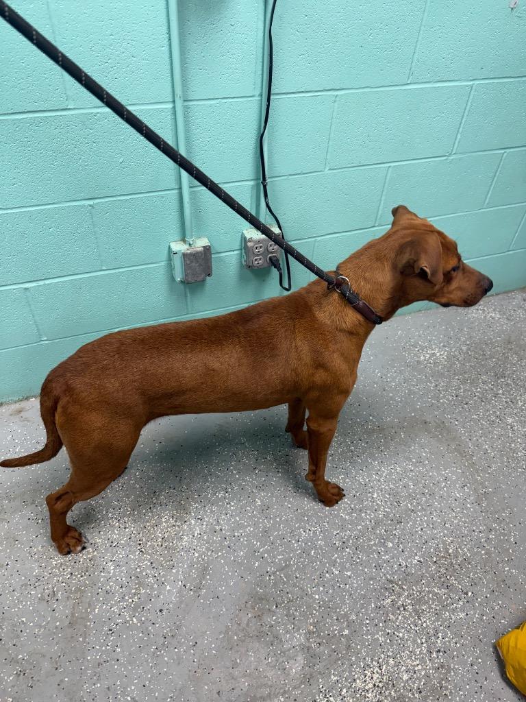 Enlarge Amaura, a Adoptable mixed breed in Rockport, TX image 1/3