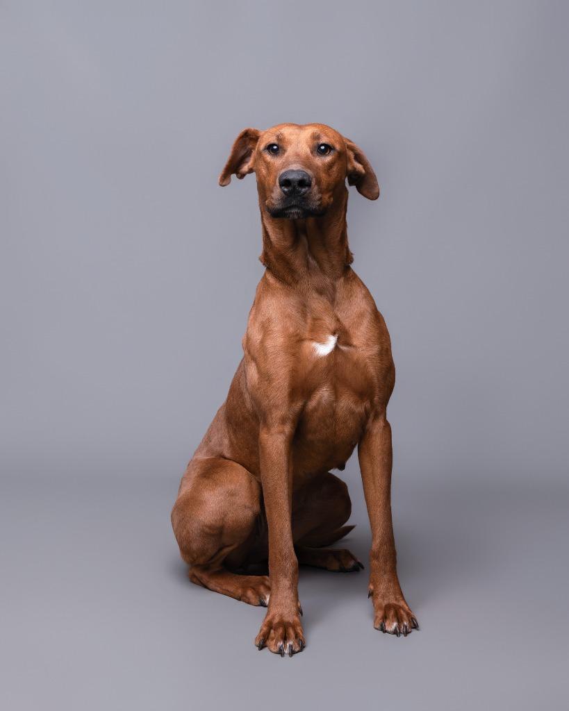 Enlarge Amaura, a Adoptable mixed breed in Rockport, TX image 3/6